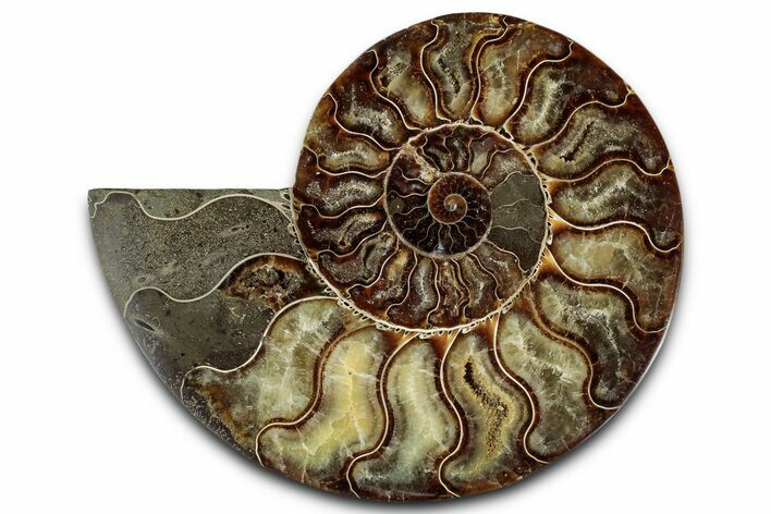 Cut & Polished Ammonite Fossil (Half) - Madagascar #359558